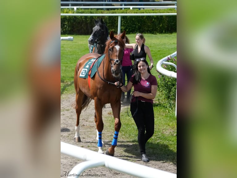 Thoroughbred Gelding 4 years 16,2 hh Sorrel in Neuenhagen