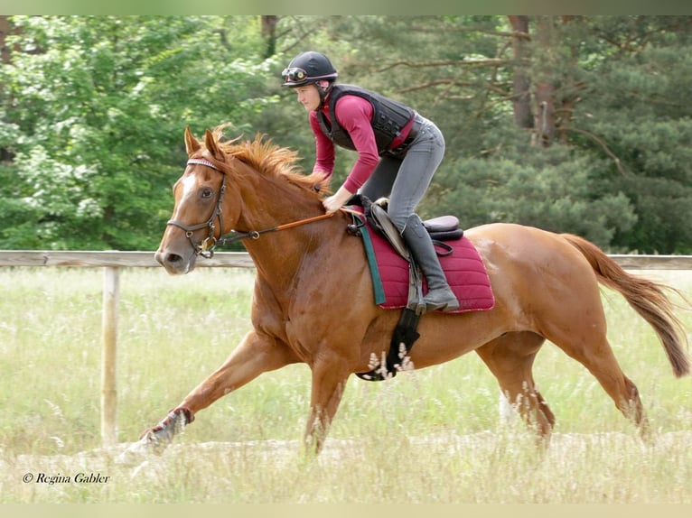 Thoroughbred Gelding 4 years 16,2 hh Sorrel in Neuenhagen