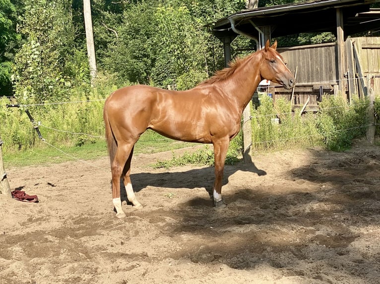 Thoroughbred Gelding 4 years 16,2 hh Sorrel in Neuenhagen