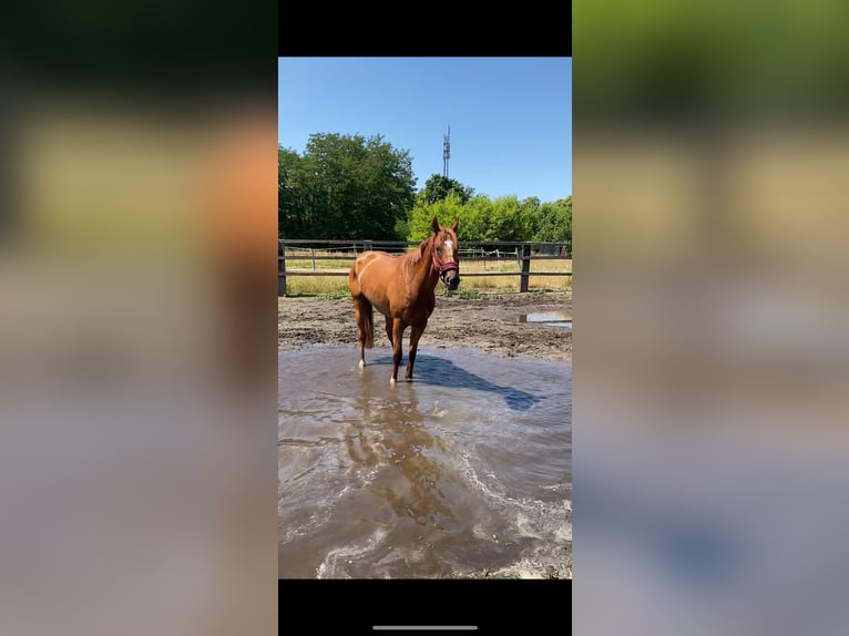 Thoroughbred Gelding 4 years 16,2 hh Sorrel in Neuenhagen