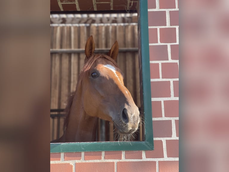 Thoroughbred Gelding 4 years 16,2 hh Sorrel in Neuenhagen