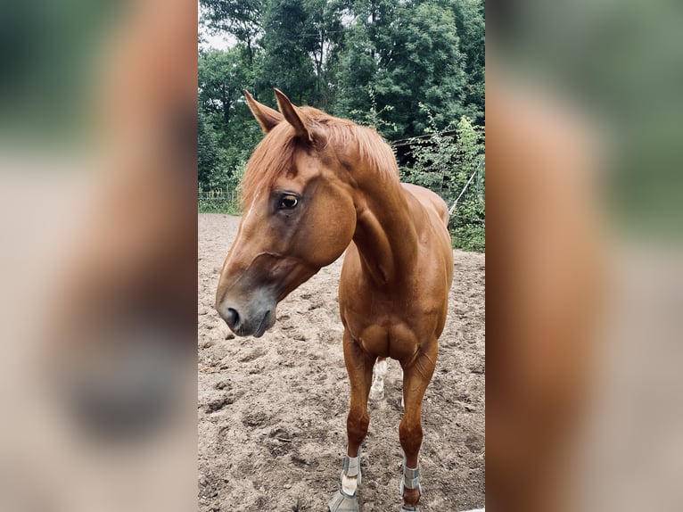 Thoroughbred Gelding 4 years 16,2 hh Sorrel in Neuenhagen