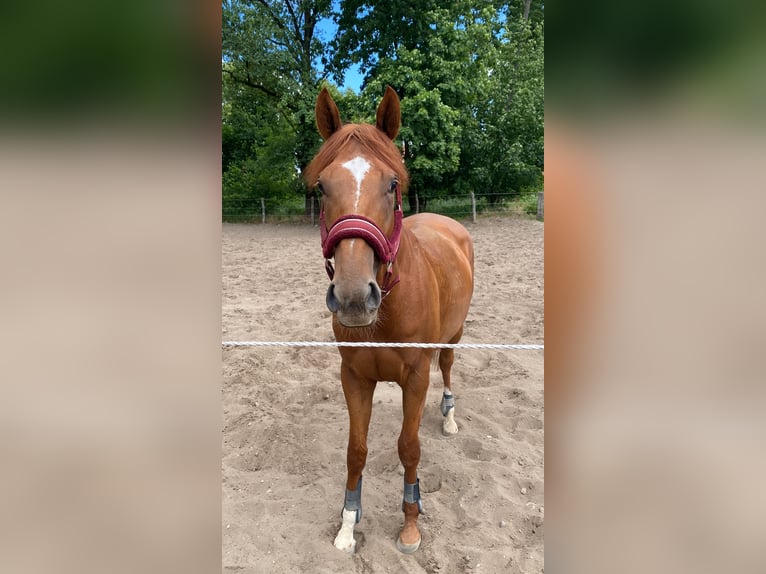 Thoroughbred Gelding 4 years 16,2 hh Sorrel in Neuenhagen
