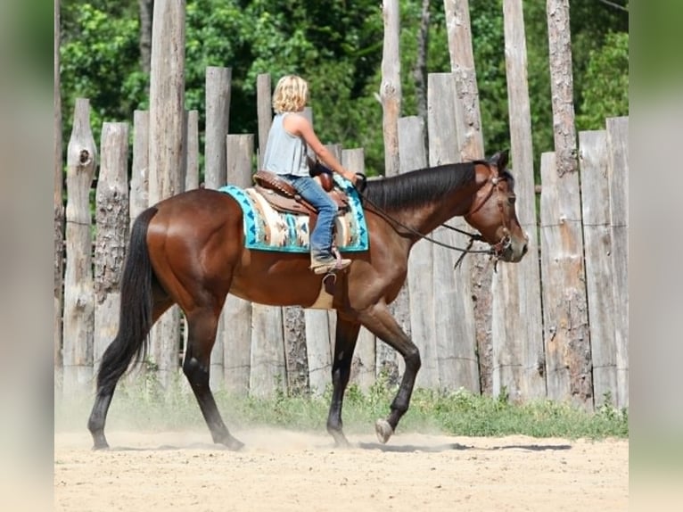 Thoroughbred Gelding 4 years 17.1 hh Bay in Athens