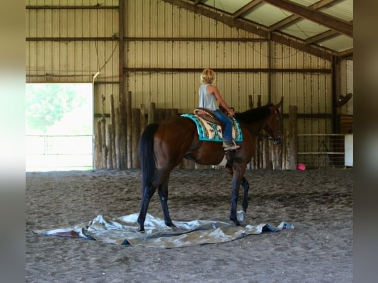 Thoroughbred Gelding 4 years 17.1 hh Bay in Athens