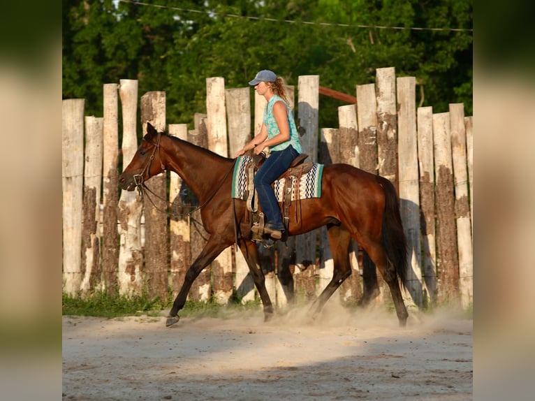 Thoroughbred Gelding 4 years 17.1 hh Bay in Athens