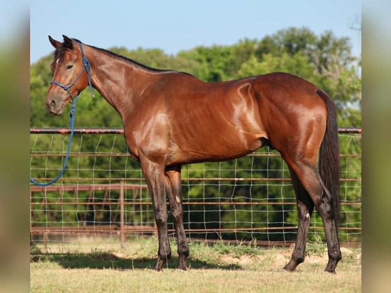 Thoroughbred Gelding 4 years 17.1 hh Bay in Athens