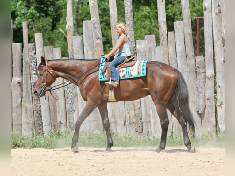 Thoroughbred Gelding 4 years 17.1 hh Bay in Athens