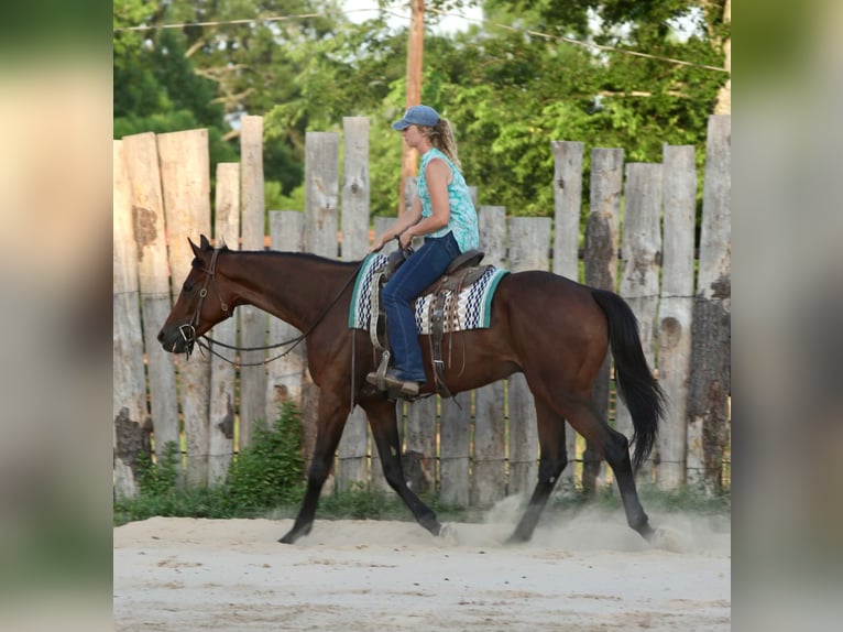 Thoroughbred Gelding 4 years 17.1 hh Bay in Athens