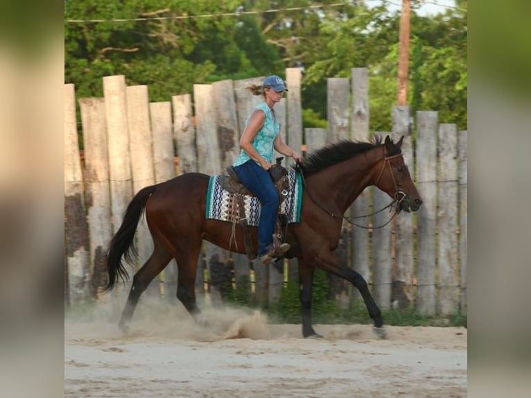 Thoroughbred Gelding 4 years 17.1 hh Bay in Athens