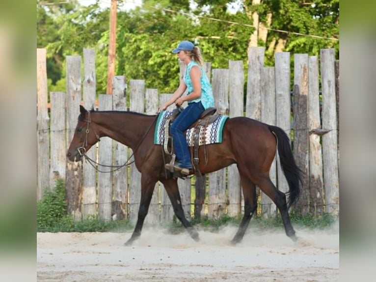 Thoroughbred Gelding 4 years 17.1 hh Bay in Athens
