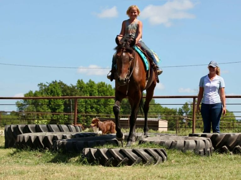 Thoroughbred Gelding 4 years 17.1 hh Bay in Athens