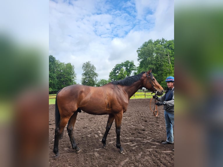 Thoroughbred Gelding 4 years 17 hh Brown in Verl
