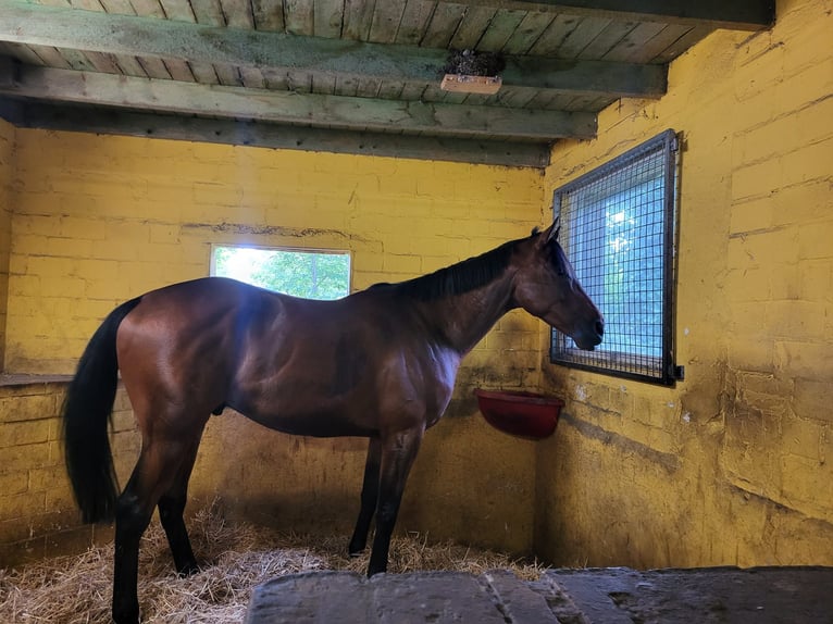 Thoroughbred Gelding 4 years 17 hh Brown in Verl