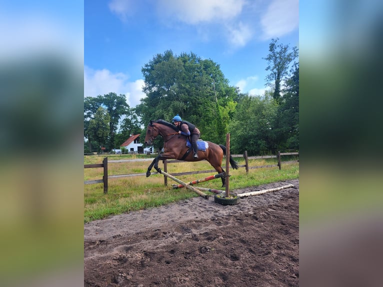 Thoroughbred Gelding 4 years 17 hh Brown in Verl