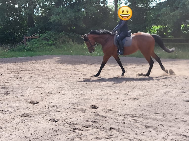 Thoroughbred Gelding 4 years 17 hh Brown in Verl