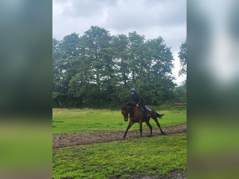 Thoroughbred Gelding 4 years 17 hh Brown in Verl