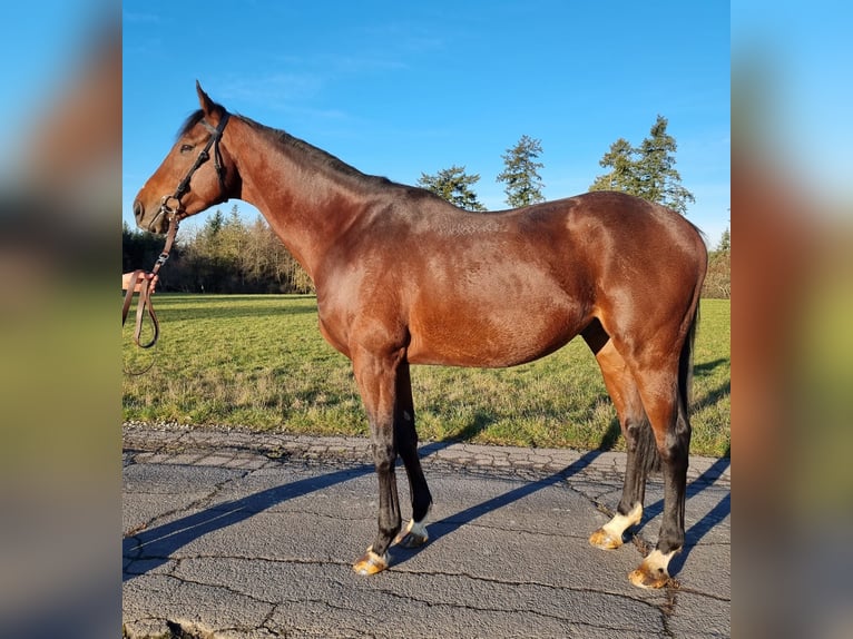 Thoroughbred Gelding 4 years Brown in Lorch