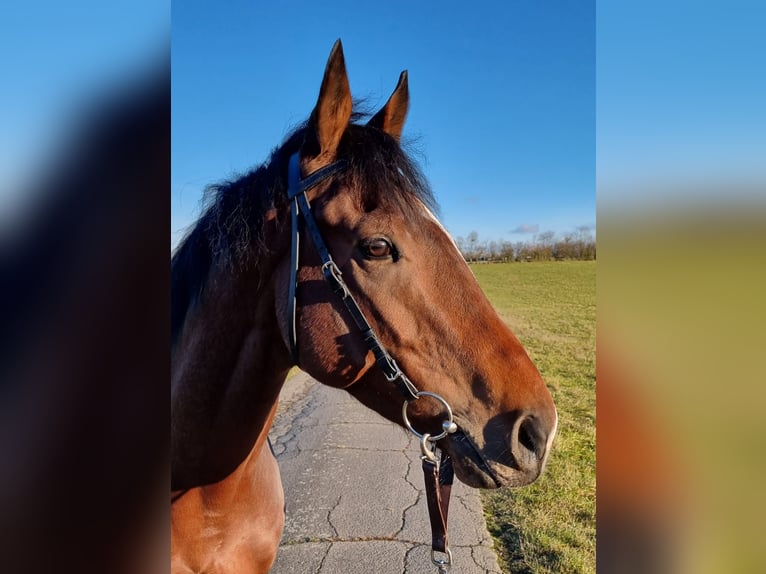 Thoroughbred Gelding 4 years Brown in Lorch