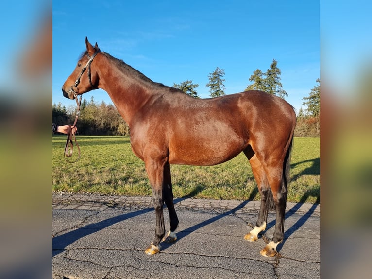 Thoroughbred Gelding 4 years Brown in Lorch