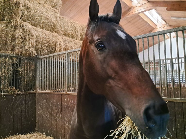 Thoroughbred Gelding 4 years Brown in Regensburg