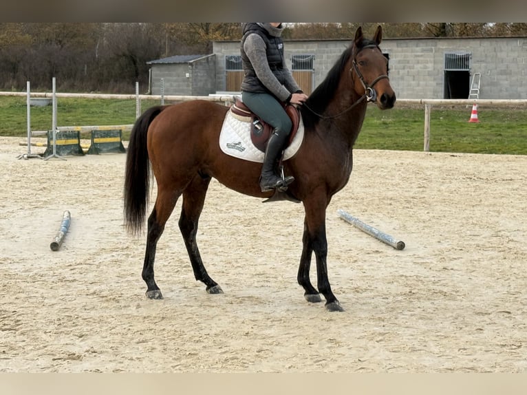 Thoroughbred Gelding 5 years 15.1 hh Brown in Panissieres