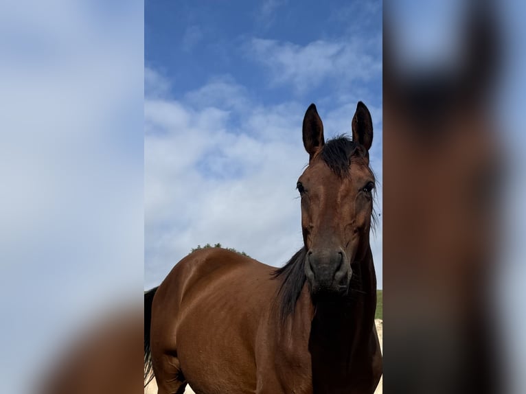 Thoroughbred Gelding 5 years 15.1 hh Brown in Panissieres