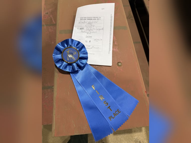 Thoroughbred Gelding 5 years 15.2 hh Bay-Dark in Scottsville, KY