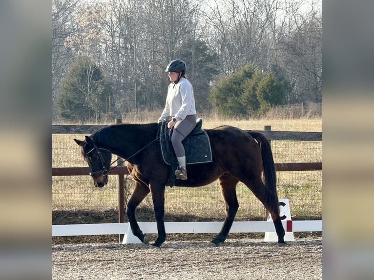 Thoroughbred Gelding 5 years 15.2 hh Bay-Dark in Scottsville, KY
