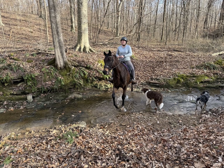Thoroughbred Gelding 5 years 15.2 hh Bay-Dark in Scottsville, KY