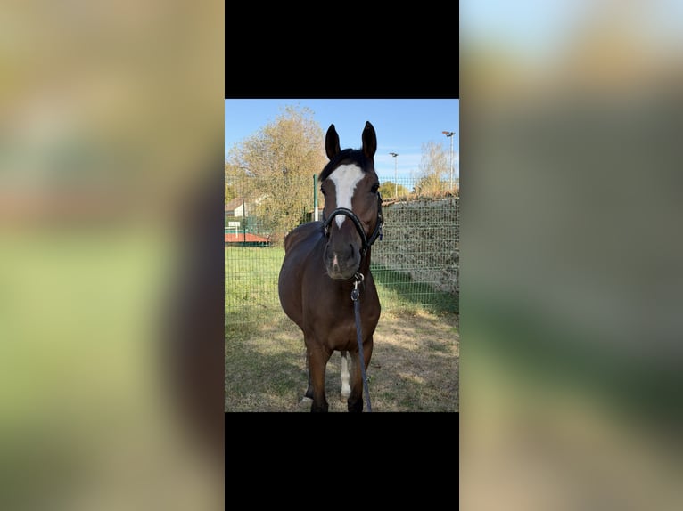 Thoroughbred Gelding 5 years 15.2 hh Brown in Vigneux-sur-Seine