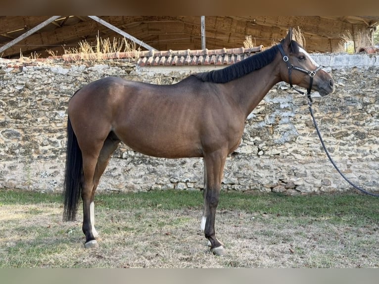 Thoroughbred Gelding 5 years 15.2 hh Brown in Vigneux-sur-Seine
