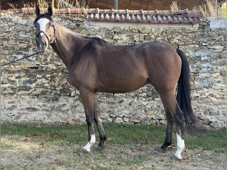 Thoroughbred Gelding 5 years 15.2 hh Brown in Vigneux-sur-Seine