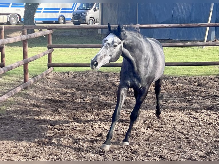 Thoroughbred Gelding 5 years 15.2 hh Grey-Dapple in Fürstenwalde/Spree