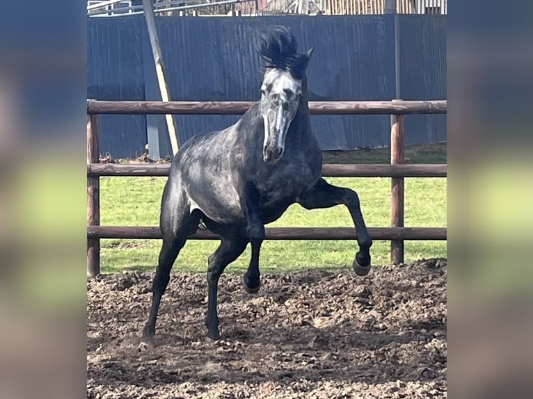 Thoroughbred Gelding 5 years 15.2 hh Grey-Dapple in Fürstenwalde/Spree