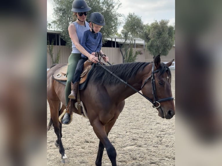 Thoroughbred Gelding 5 years 15 hh Bay in Los Angeles