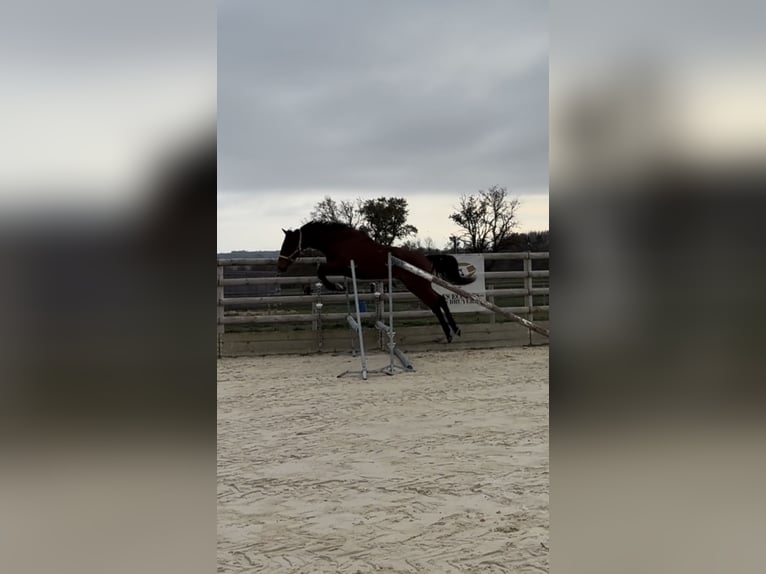 Thoroughbred Gelding 5 years 15,1 hh Brown in Panissieres