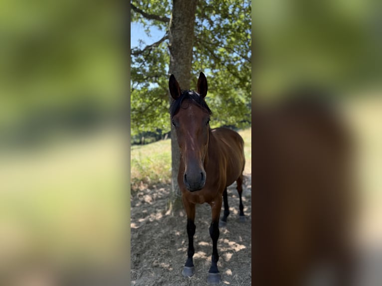 Thoroughbred Gelding 5 years 15,1 hh Brown in Panissieres