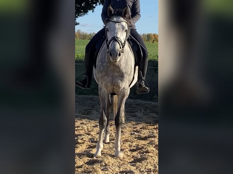 Thoroughbred Gelding 5 years 15,1 hh Grey-Dapple in Klötze