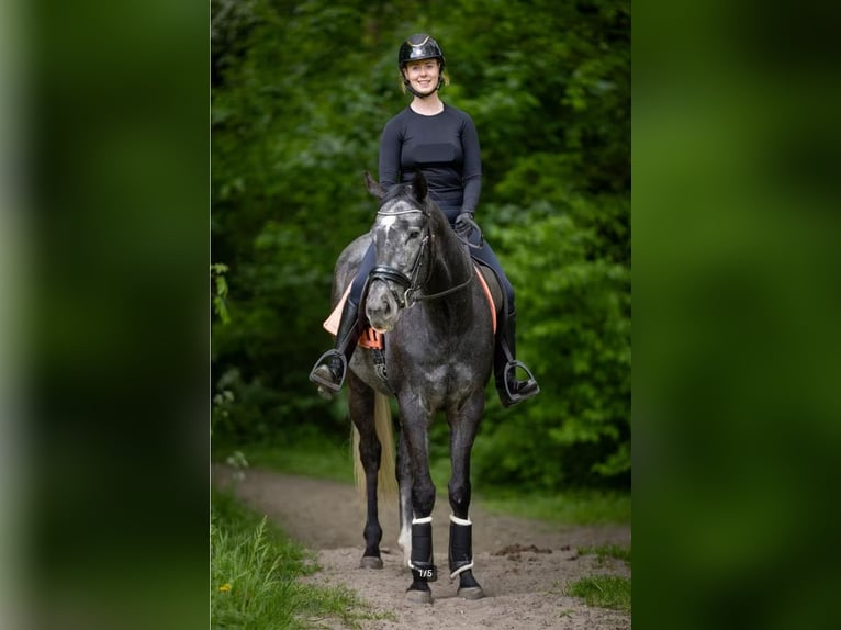 Thoroughbred Gelding 5 years 15,1 hh Grey-Dark-Tan in Zwanenburg