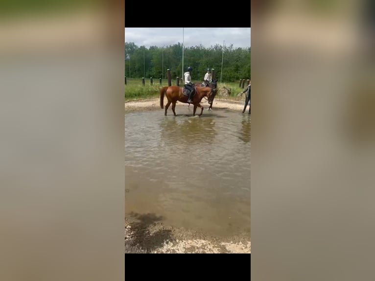 Thoroughbred Mix Gelding 5 years 15,2 hh Chestnut-Red in Weiterstadt