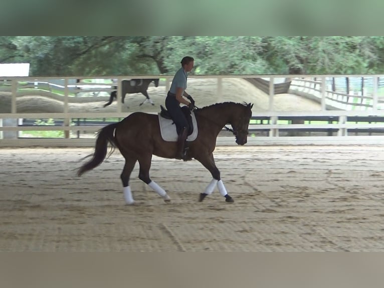 Thoroughbred Gelding 5 years 15,3 hh Bay in Cantonment