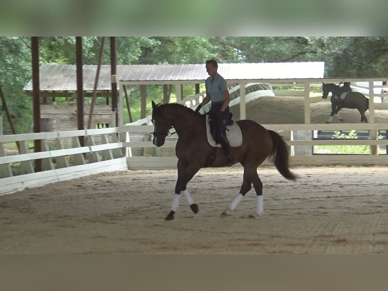 Thoroughbred Gelding 5 years 15,3 hh Bay in Cantonment