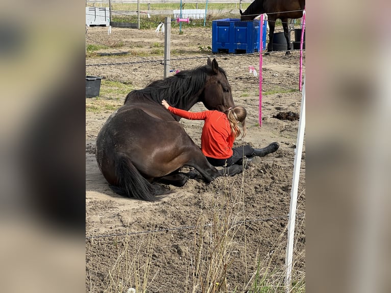 Thoroughbred Gelding 5 years 15,3 hh Smoky-Black in Schagen