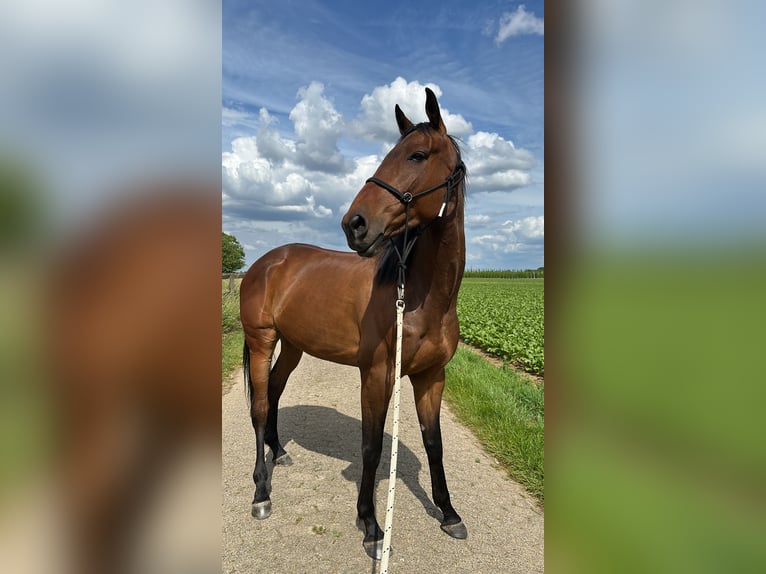 Thoroughbred Gelding 5 years 16.1 hh Brown in Neuss