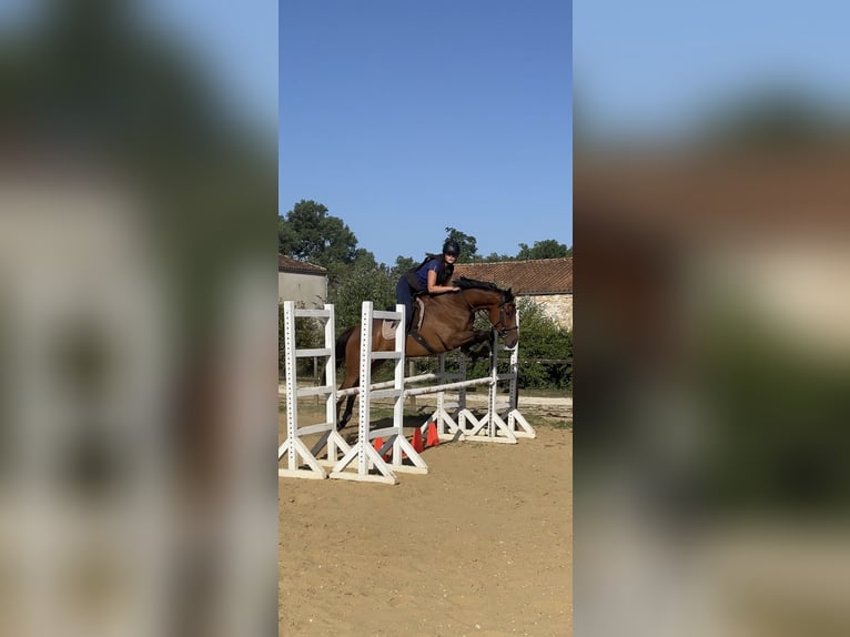 Thoroughbred Gelding 5 years 16.1 hh Brown in Saint-Porchaire