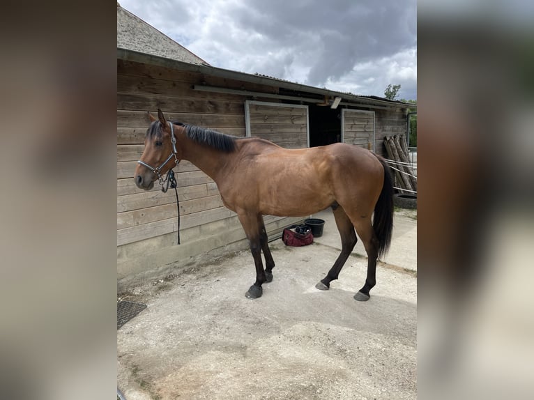 Thoroughbred Gelding 5 years 16.1 hh Brown in Saint-Porchaire