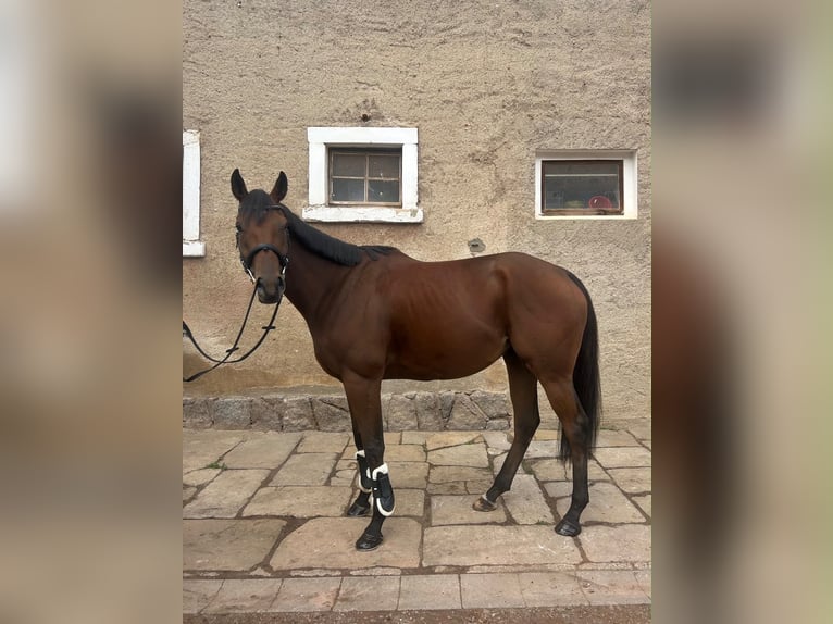 Thoroughbred Gelding 5 years 16.1 hh Brown in Wilsdruff