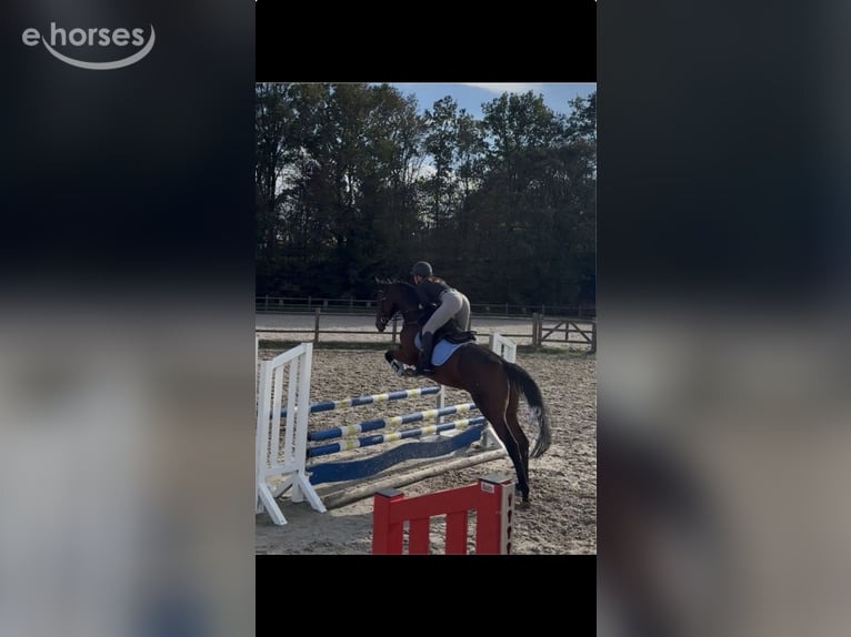 Thoroughbred Gelding 5 years 16.1 hh Brown in Erftstadt
