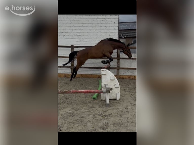 Thoroughbred Gelding 5 years 16.1 hh Brown in Erftstadt